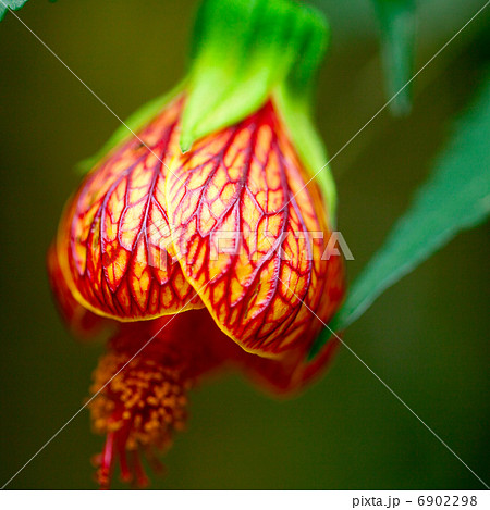 beautiful flower of abutilon close-up 6902298