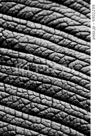 macro background of green leaf 6902299