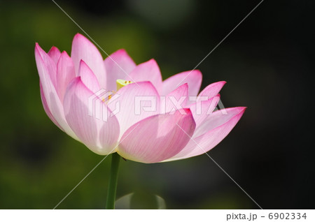 蓮華 蓮華 6902334