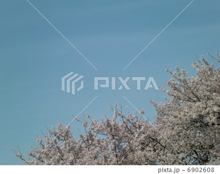 桜と青空 桜と青空 6902608