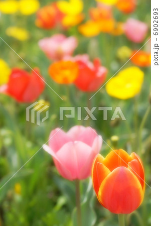 チューリップとアイスランドポピーのカラフルな花畑 チューリップとアイスランドポピーのカラフルな花畑 6902693