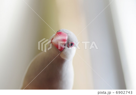 見上げるブンチョウ 6902743