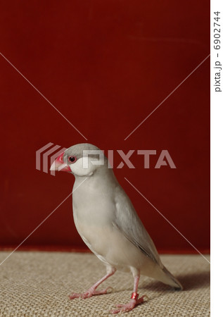文鳥の立ち姿 6902744