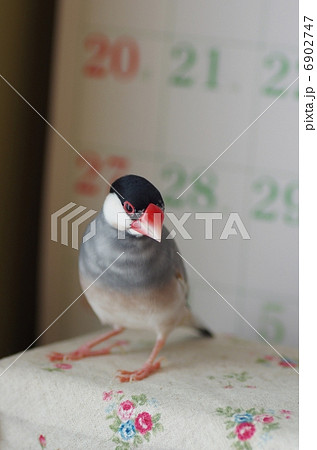 カレンダーと文鳥 6902747
