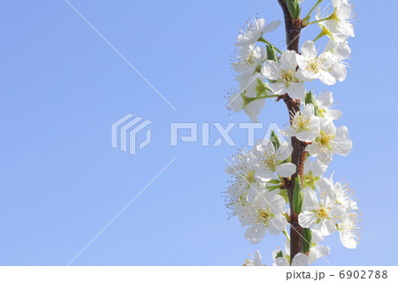 快晴の春の空をバックにしたすももの花の写真素材 快晴の春の空をバックにしたすももの花の写真素材