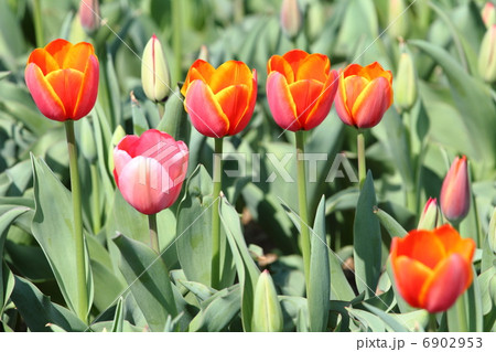 赤いチューリップの開花 赤いチューリップの開花 6902953