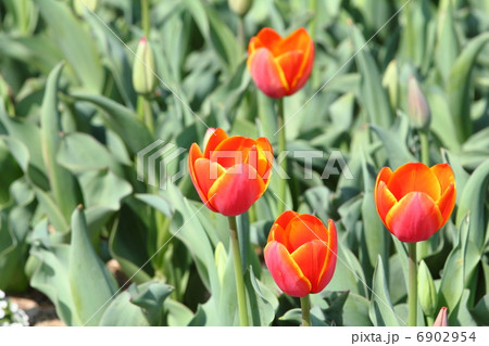 赤いチューリップの開花 6902954