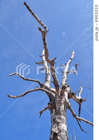 白樺の枯木 白樺の枯木 6903010