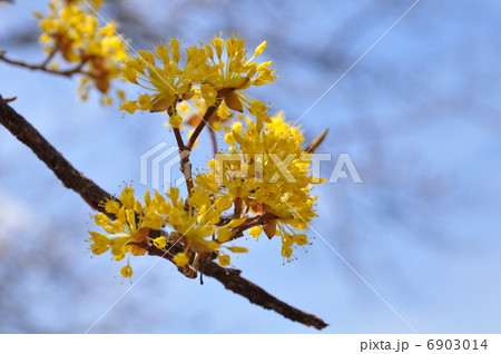 山茱萸 山茱萸 6903014