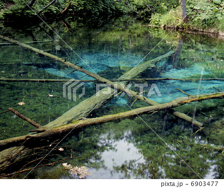 初夏の神の子池 6903477