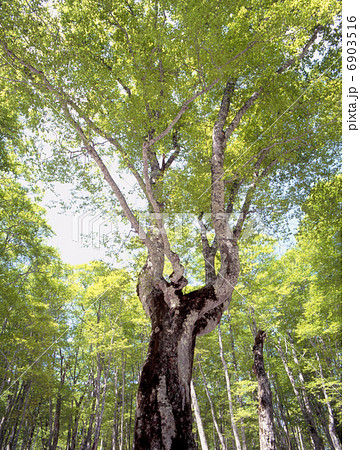 カヤノ平の新緑 カヤノ平の新緑 6903516