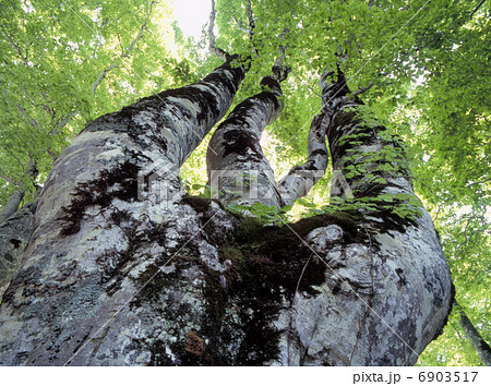 カヤノ平の大ブナ 6903517