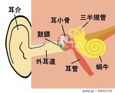 耳の構造のイラスト素材