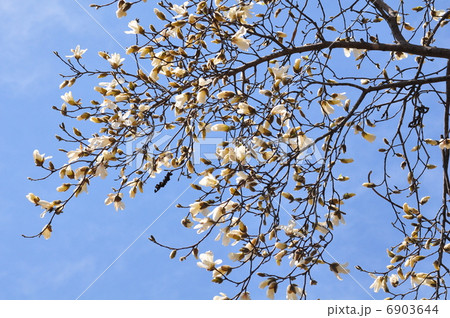 辛夷の花 辛夷の花 6903644