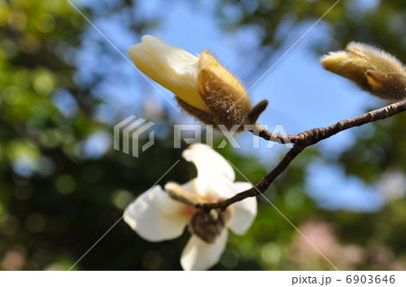 辛夷のつぼみ 6903646