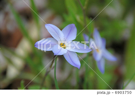 可憐な野草、ニラ花 6903750