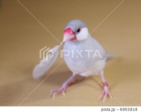 羽をくわえた文鳥 6903818