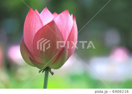 蓮の花 蓮の花 6906216