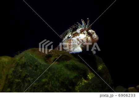 ハオコゼ 6906233