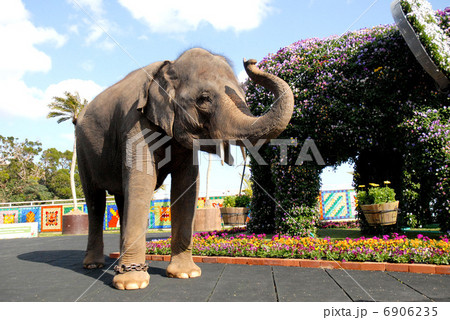 ゾウ 6906235