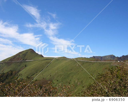 自念子の頭 6906350