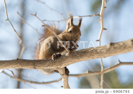 オニグルミを食べるエゾリス 6906793
