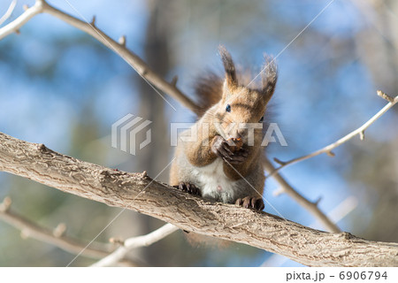 オニグルミを食べるエゾリス 6906794