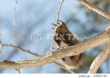 オニグルミを食べるエゾリス 6906795