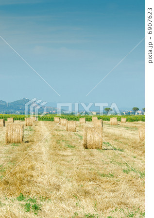Field with rolls of hay on summer day 6907623