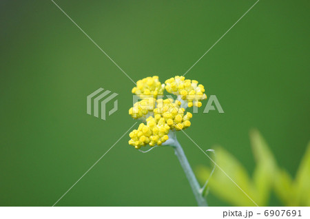 母子草　春の七草「ごぎょう」です。 6907691