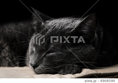 sleeping dark gray cat 6908390