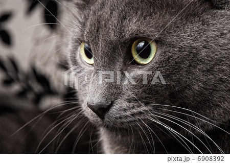 portrait of russian blue cat portrait of russian blue cat 6908392