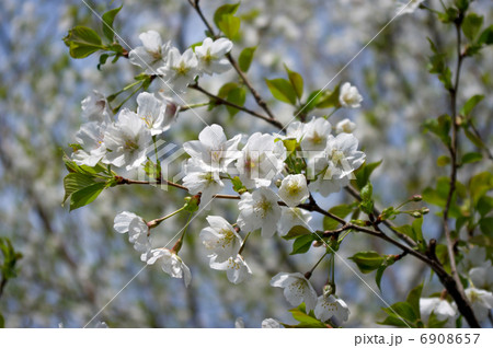 オオシマザクラ(大島桜) 6908657