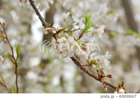石戸蒲桜-石戸宿にて 石戸蒲桜-石戸宿にて 6908667