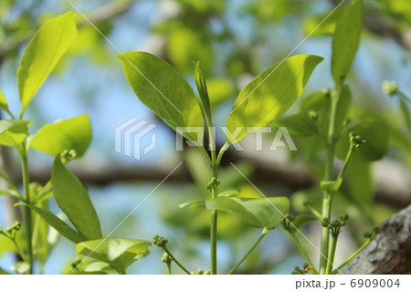 新緑 6909004