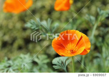ポピー 6909007