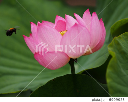 ハチに狙われたハスの花 6909023