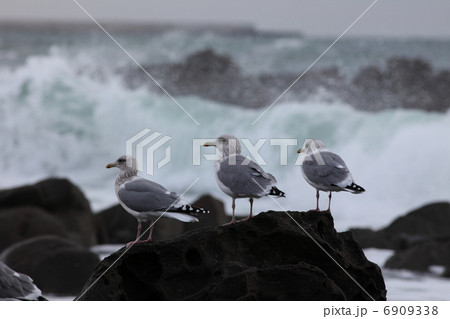 カモメ 6909338