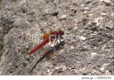 ショウジョウトンボ ショウジョウトンボ 6909339