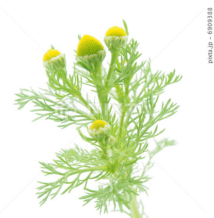 Matricarua on a white background Matricarua on a white background 6909388
