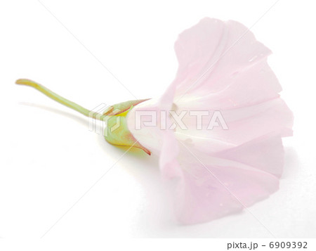 convolvulus flowers on white background convolvulus flowers on white background 6909392
