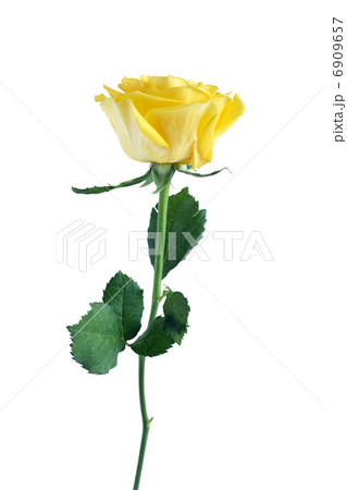 Yellow Rose Yellow Rose 6909657