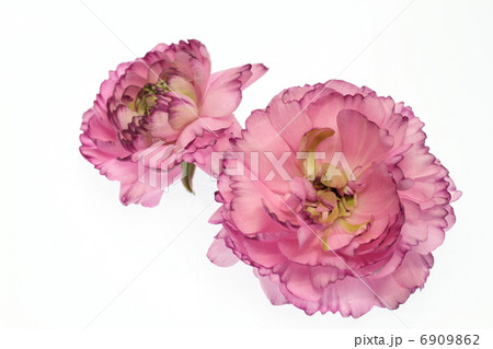 赤紫の花びらの重なりが美しいラナンキュラス 赤紫の花びらの重なりが美しいラナンキュラス 6909862