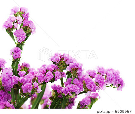 Bouquet from purple statice flowers arrangement isolated on whit 6909967