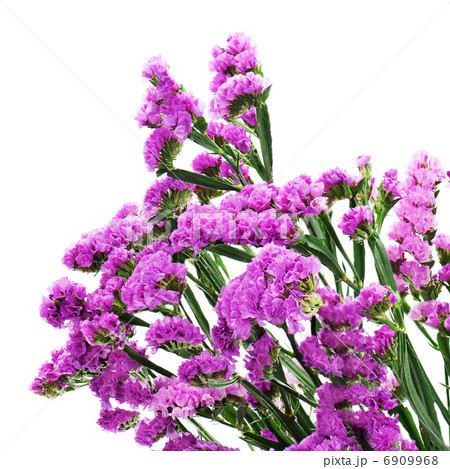Bouquet from purple statice flowers arrangement centerpiece isol 6909968