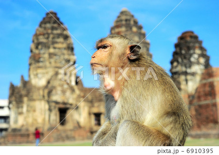 Monkey portrait 6910395