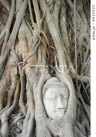 Buddha's head 6910435