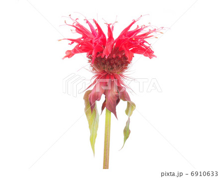 Bergamot flower on a white background 6910633