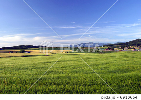 初夏の小麦畑と大雪山 6910664