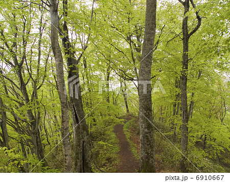 ブナの小径 6910667